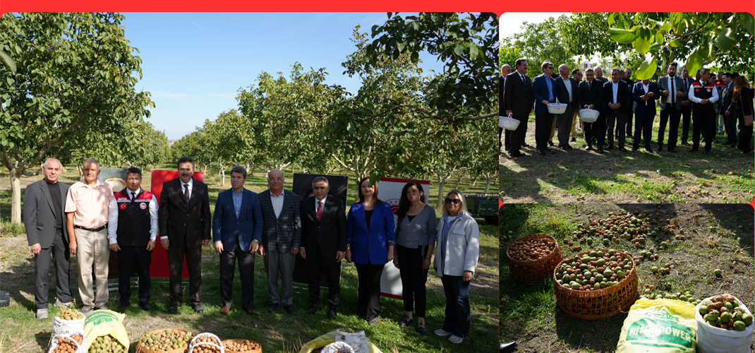 Amasya Merzifon İlçesi Karamustafapaşa Köyü’nde bulunan ceviz bahçesi ve kurutma tesisinde hasat töreni düzenlendi.