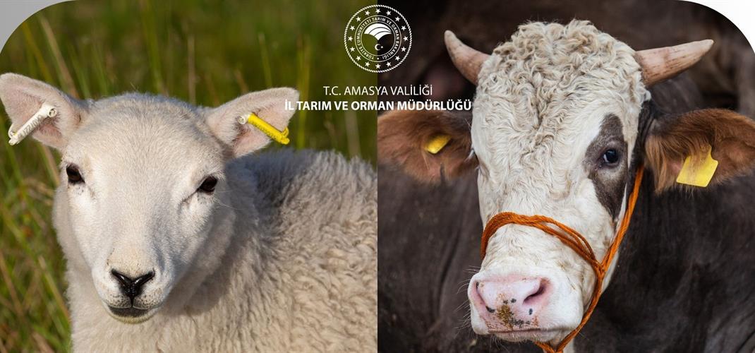 İL MÜDÜRÜMÜZ GÜROL ÇETİN KURBAN BAYRAMI ÖNCESİNDE, KURBAN KESİMİ SIRASINDA VE SONRASINDA YAPILMASI GEREKENLERLE İLGİLİ BİLGİLENDİRMELERDE BULUNDU
