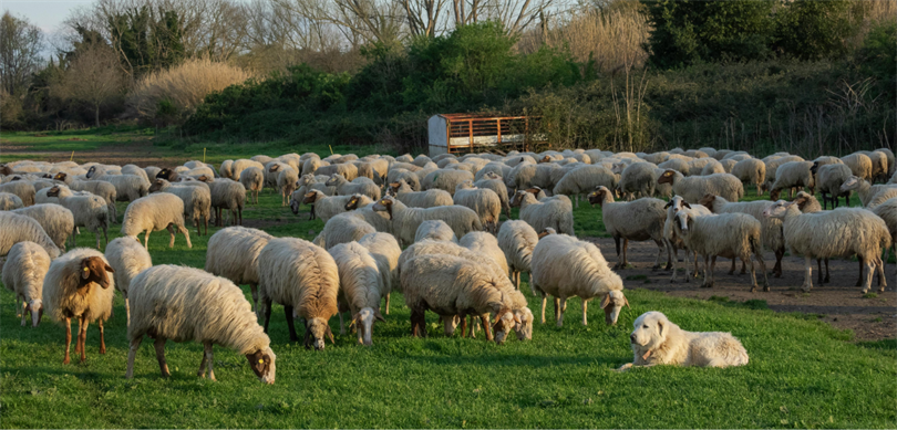 Kırsalda Bereket, Küçükbaşa Destek Projesi Başlıyor