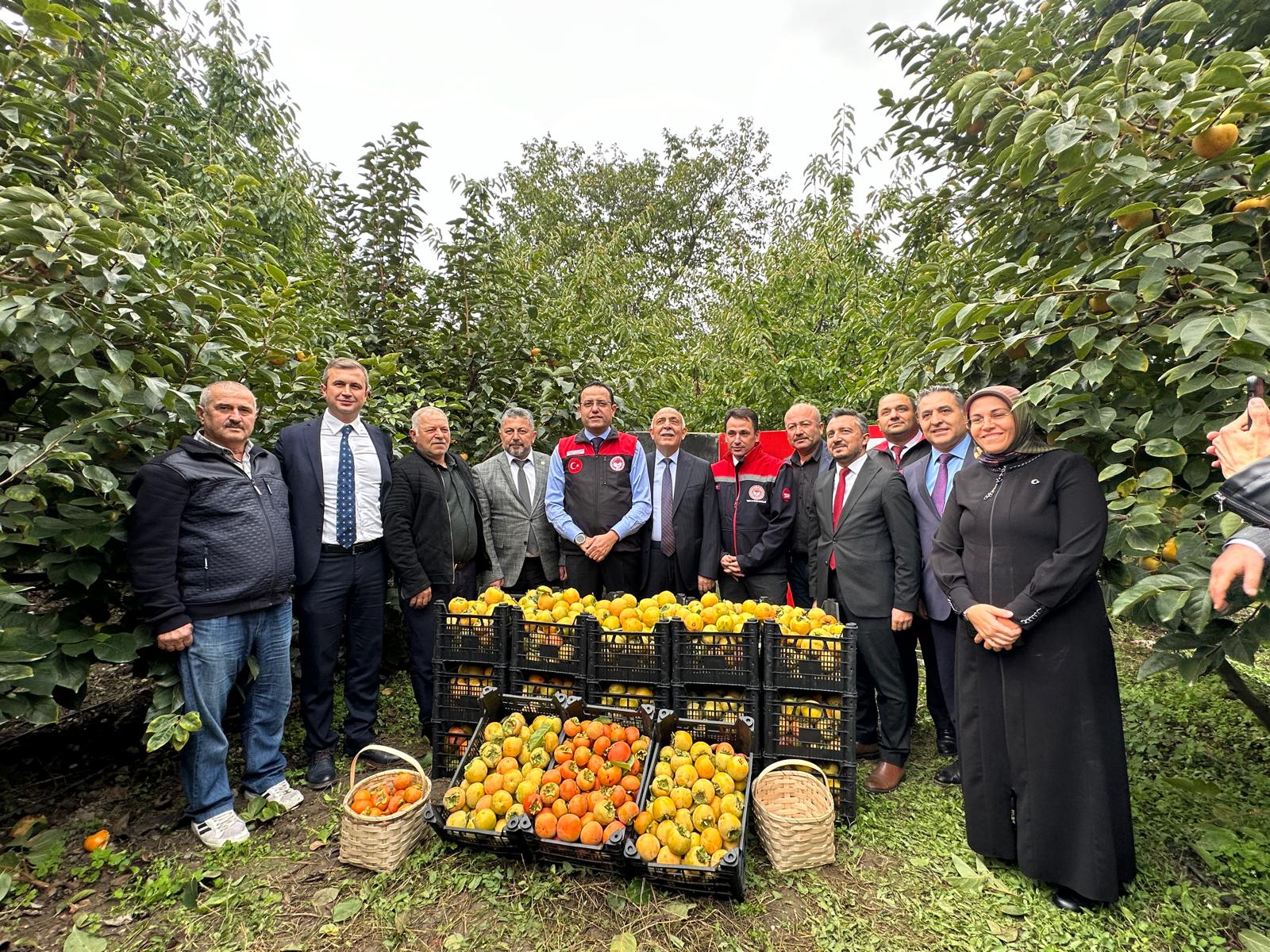 TRABZON HURMASI HASAT TÖRENİ BAKAN YARDIMCIMIZIN KATILIMLARIYLA GERÇEKLEŞTİ